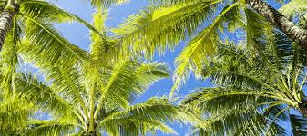 The method that will be suitable for you will only depend if you have abundant time to remove it by hand or you have the here are some palm tree removal options for you to choose from: How To Get Rid Of A Palm Tree Backyardables