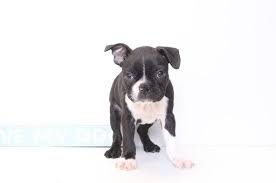 He loved working with the dogs, and took pride in great customer service, so when the opportunity came to open a location in florida he immediately. Boston Terrier Puppy For Sale In Naples Fl Adn 32935 On Puppyfinder Com Gender Male Age 9 Weeks Old Boston Terrier Puppy Puppies For Sale Boston Terrier