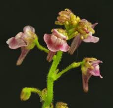 Image result for Genlisea margaretae