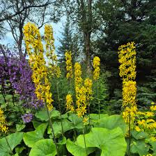 Image result for Ligularia sibirica