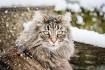Norwegian Forest Cat Cats and Kittens for sale in the UK ...