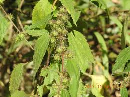 Image result for Triumfetta pilosa