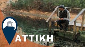 Και το βράδυ πάει με την παρέα της σ'ένα ταβερνάκι εκεί κοντά και τρώνε φρέσκο ψάρι, καλαμαράκι και οχτοποδάκι ψητό. Attikh Zestes Boyties Sto Kataxeimwno Sth Limnh Ths Boyliagmenhs Youtube