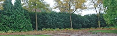 You could simply line up several potted weaver's bamboo plants outside to create a privacy screen. Shrubs For Screening In Part Shade Melinda Myers