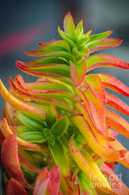 Periodically blooms with orange flowers. Orange Flame Succulent Plant Photograph By David Zanzinger