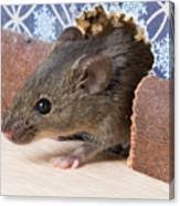 Pest control solutions for your riviera beach home. West Palm Beach Rodent Control Ceramic Art By Florida Environmental Pest Management