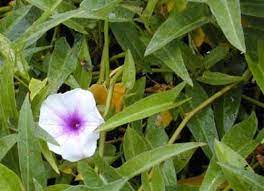 Growing Water Spinach In Home Garden Ipomoea Aquatica Water Spinach Water Plants