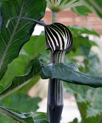 Image result for Arisaema