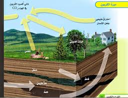 علوم خامس الفصل الأول الدورات في الأنظمة البيئية