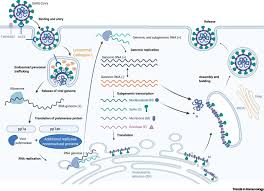 Don't click on any links, please send it to phishing@sars.gov.za. Mechanisms Of Sars Cov 2 Transmission And Pathogenesis Sciencedirect
