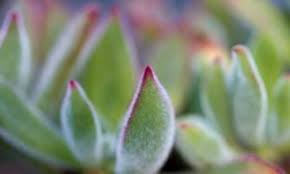 Red succulents are vibrant and add a punch of color to your garden. Echeveria Ruby Slippers A Colorful Fuzzy Succulent Horticulture