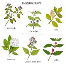 Image result for Rubiaceae