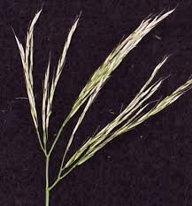 Image result for Arthraxon