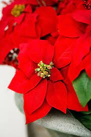 Pin By Ashley Ford On Christmas Poinsettia And Cats Red Christmas Flower Christmas Plants