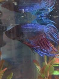 Betta Fish Swollen Help My Aquarium Club