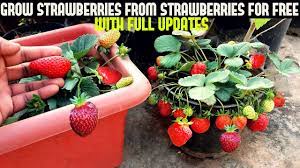 Leave the mixture to settle for 10 minutes. How To Grow Strawberries From Seed With Updates Youtube