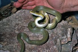 Image result for Triaspis