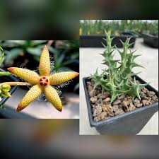 Image result for Orbea maculata