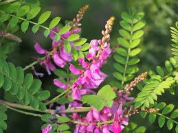 Image result for Indigofera monantha