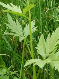 Image result for Cardamine maxima