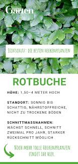 Sichtschutz Die 12 Besten Heckenpflanzen Pflanzen Heckenpflanzen