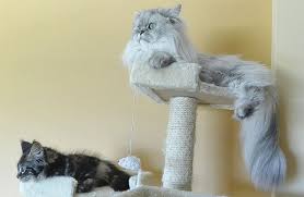 We did not find results for: Chinchilla Persian 1080p 2k 4k 5k Hd Wallpapers Free Download Wallpaper Flare