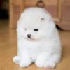 Find pomeranian in dogs & puppies for rehoming | 🐶 find dogs and puppies locally for sale or adoption in ontario : Https Encrypted Tbn0 Gstatic Com Images Q Tbn And9gctwedk85efxm95pauo2men6rkb6e0nxgrds3gn7vtq Usqp Cau