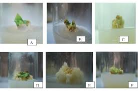 Check spelling or type a new query. Callus Induction And Elicitation Of Total Phenolics In Callus Cell Suspension Culture Of Celastrus Paniculatus Willd An Endangered Medicinal Plant In India Pharmacognosy Journal