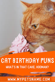 Cat Birthday Puns Cat Birthday Birthday Puns Cat Jokes