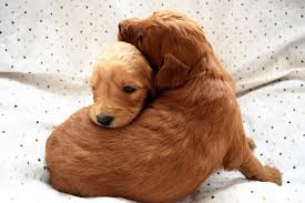 We created a list of the best 5 goldendoodle breeders in pennsylvania. Beni Goldendoodle Puppies Benigoldendoodles Weebly Com