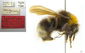 Image result for Bombus norvegicus
