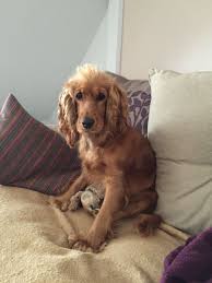 Izzy The Cocker Spaniel With Her Crazy Wig Hair Cocker Spaniel Cute Baby Animals English Cocker Spaniel
