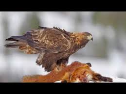 تعرف على طريقة تزاوج طيور الكناري. The Best Video Eagle Vs FoxØªØ­Ø¯ÙŠ Ø§Ù„Ø¹Ù‚Ø§Ø¨ Ø¶Ø¯ Ø§Ù„Ø«Ø¹Ù„Ø¨ Youtube