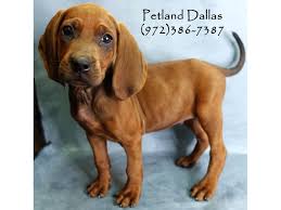 The redbone coonhound (also known as the 'redbone hound' or 'red') is an american breed deriving from crosses between bloodhounds and. Redbone Coonhound Dog Male Red 2750731 Petland Dallas Tx