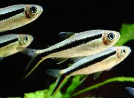 It is ideal to keep six or more fish of the same tetra species in the aquarium. The Top 5 Tetras For Breeding In The Home Aquarium