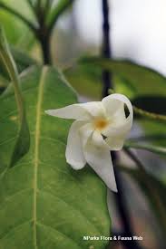 Image result for Tabernaemontana odoratissima