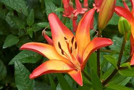 Maybe you would like to learn more about one of these? 20 Summer Bulbs The Best Summer Flowering Bulbs Garden Design