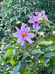 Image result for Nephrangis filiformis