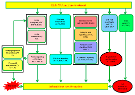 We did not find results for: Plants Free Full Text Transcriptome Profiling Provides Molecular Insights Into Auxin Induced Adventitious Root Formation In Sugarcane Saccharum Spp Interspecific Hybrids Microshoots Html