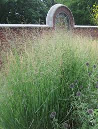 The seed head is an open, spreading panicle. Dig Deeper Into Switchgrass The Genus Panicum