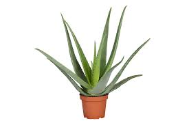 Aloe vera zum tausch gegen eine andere pflanze. Echte Aloe Topfgrosse O15cm Aloe Vera Kaufen Bei Coop Bau Hobby