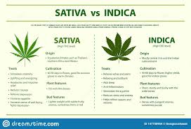 Sativa Vs Indica Horizontal Infographic Stock Illustration
