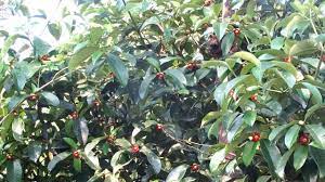 We did not find results for: Mangosteen The Queen Of Fruit Tree With Lot Of Flower Fruits Cultivation In Single Plant Youtube