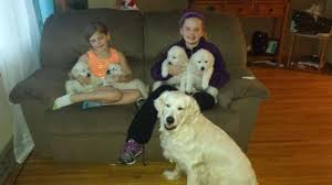 The parents have had their (prelim and/or final) tests done on heart, eyes, hips and elbows! Akc English Cream Golden Retriever Puppies For Sale In Fennimore Wisconsin Classified Americanlisted Com