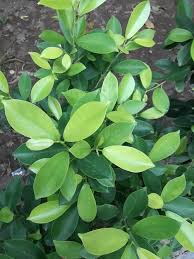 Image result for Erythroxylaceae