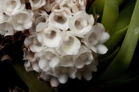 Image result for Ancistrorhynchus tenuicaulis