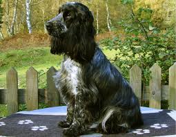 Cocker Spaniels Cocker Spaniel Spaniel Blue Roan Cocker Spaniel