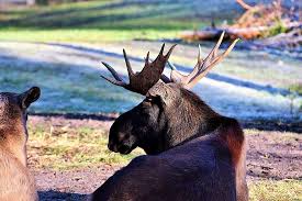 Born october 3, 1987 as kerri flett) is a canadian curler from camp morton, manitoba, in the rural municipality of gimli. Moose Antler Bull Moose Moose Antler Head Sweden Male Animal Nature Forest Wild Animal Pikist