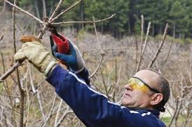 Maybe you would like to learn more about one of these? Trimming Cherry Trees When And How To Prune A Cherry Tree