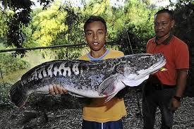 Assalamualaikum salam sejahtera semua lama dah man kumpaww tak mancing haruan so video kalini dengan video kalini man kumpaww share aksi2 strike mama haruan yang padu2 harap semuanya enjoy jom tonton video terbaru. The Star On Twitter Schoolboy Reels In Giant Snakehead Fish Http T Co Uuwperknob Http T Co Zahnkwgwrh